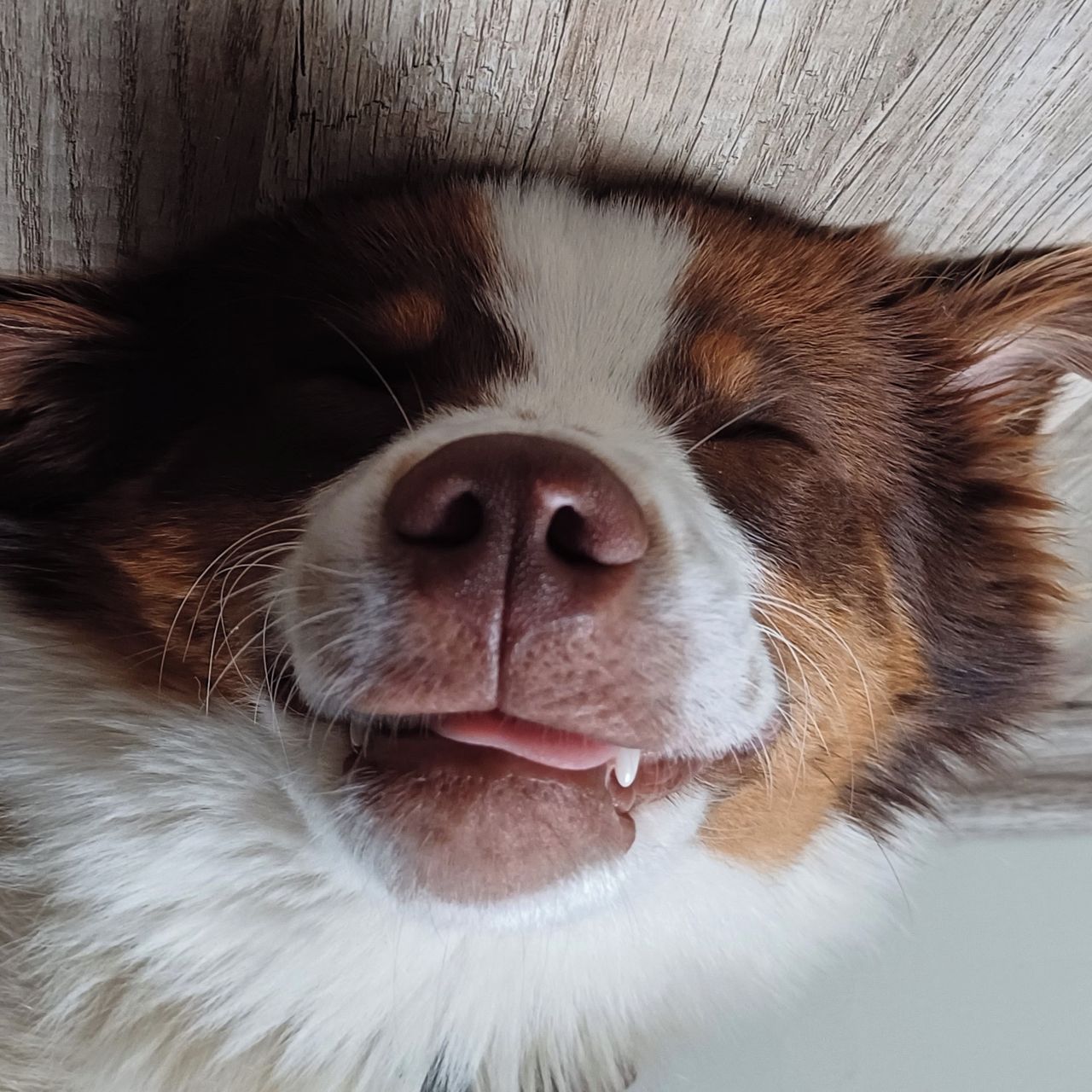 Soutěžní fotografie - Gin ze Mlýna Solostrý,  Miniaturní americký ovčák