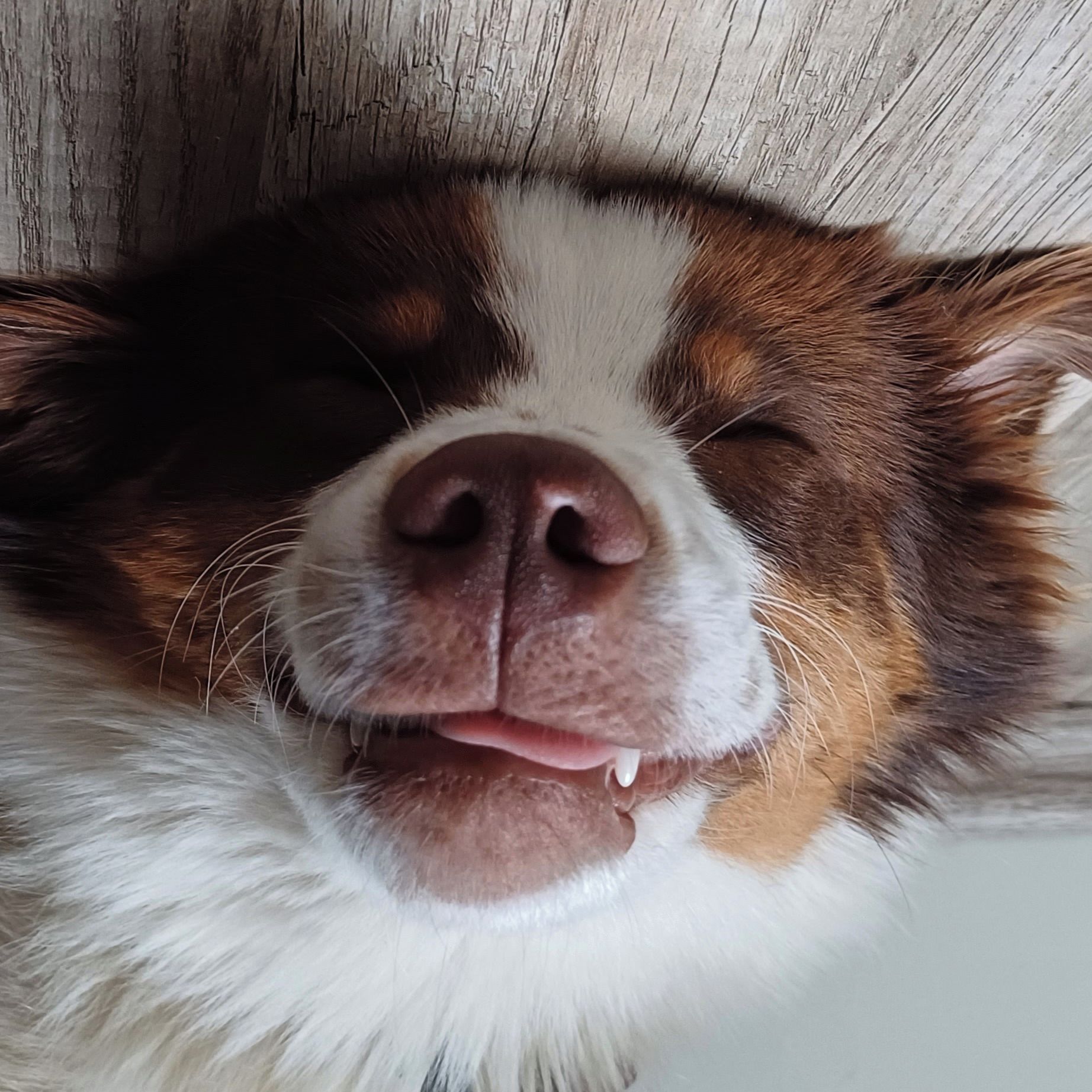 Soutěžní fotografie - Gin ze Mlýna Solostrý,  Miniaturní americký ovčák