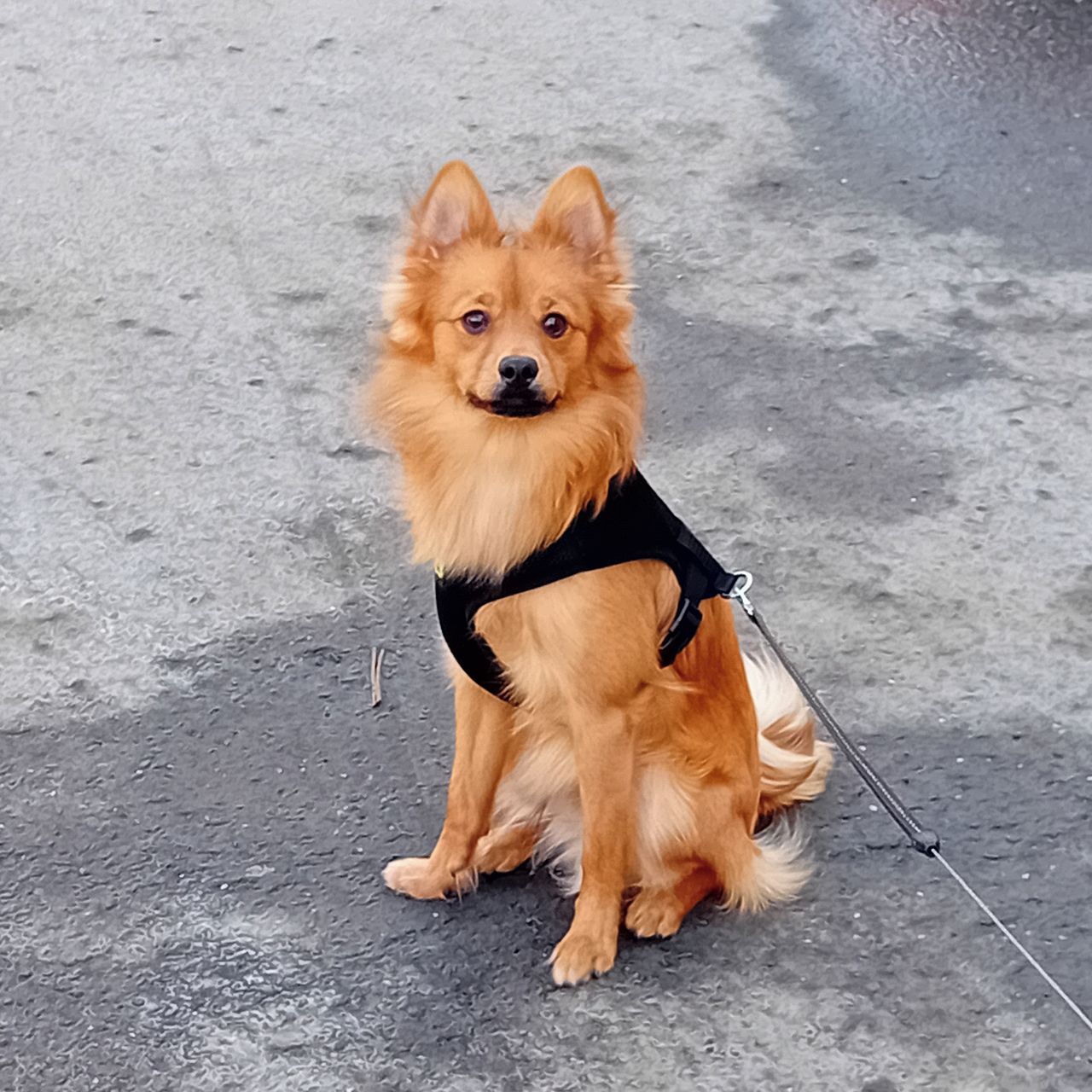 Soutěžní fotografie - Barry Allen,  Německý špic střední