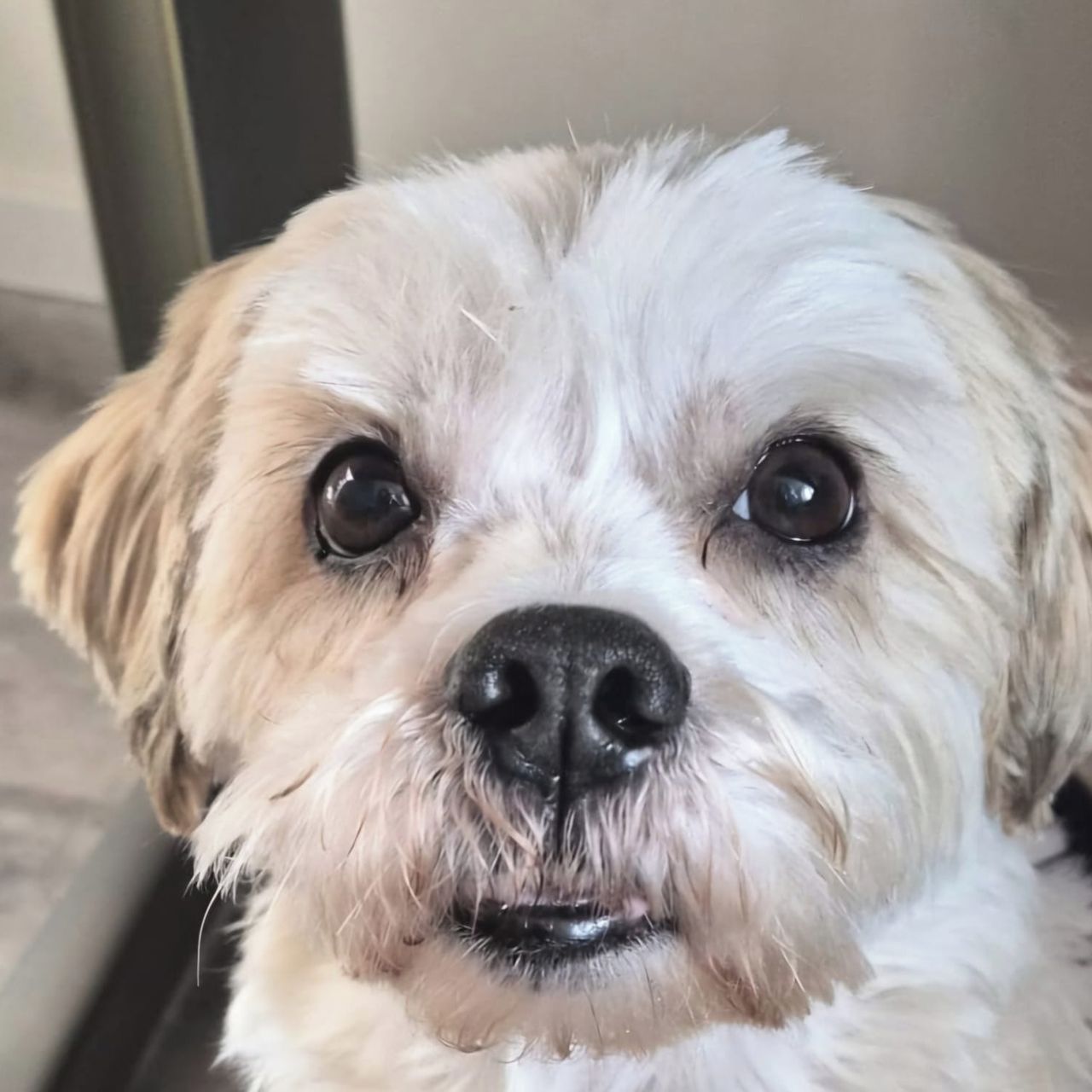 Soutěžní fotografie - Tobiášek,  Ostatní