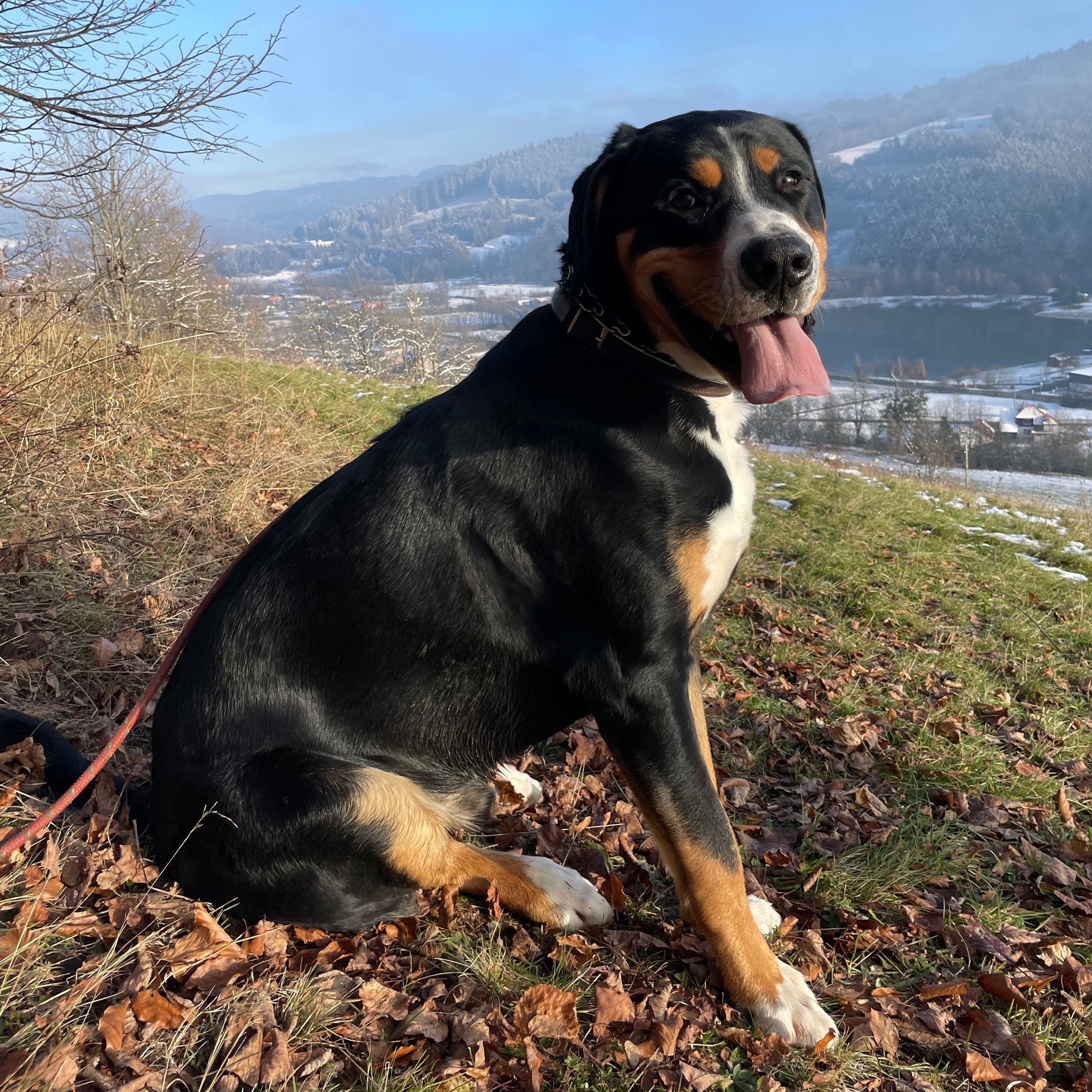 Soutěžní fotografie - Aki,  Velký švýcarský salašnický pes