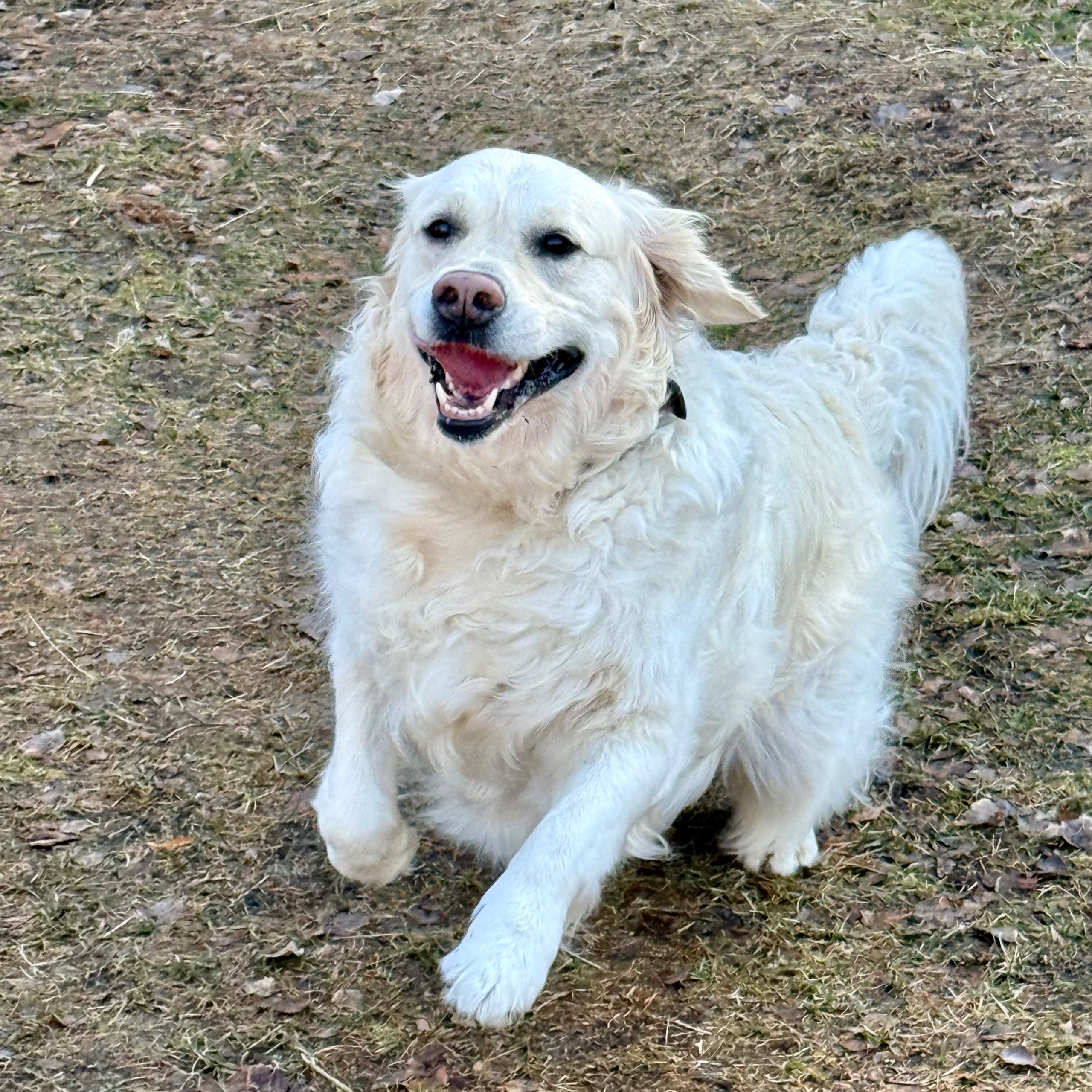 Soutěžní fotografie - Emilly,  Zlatý retriever