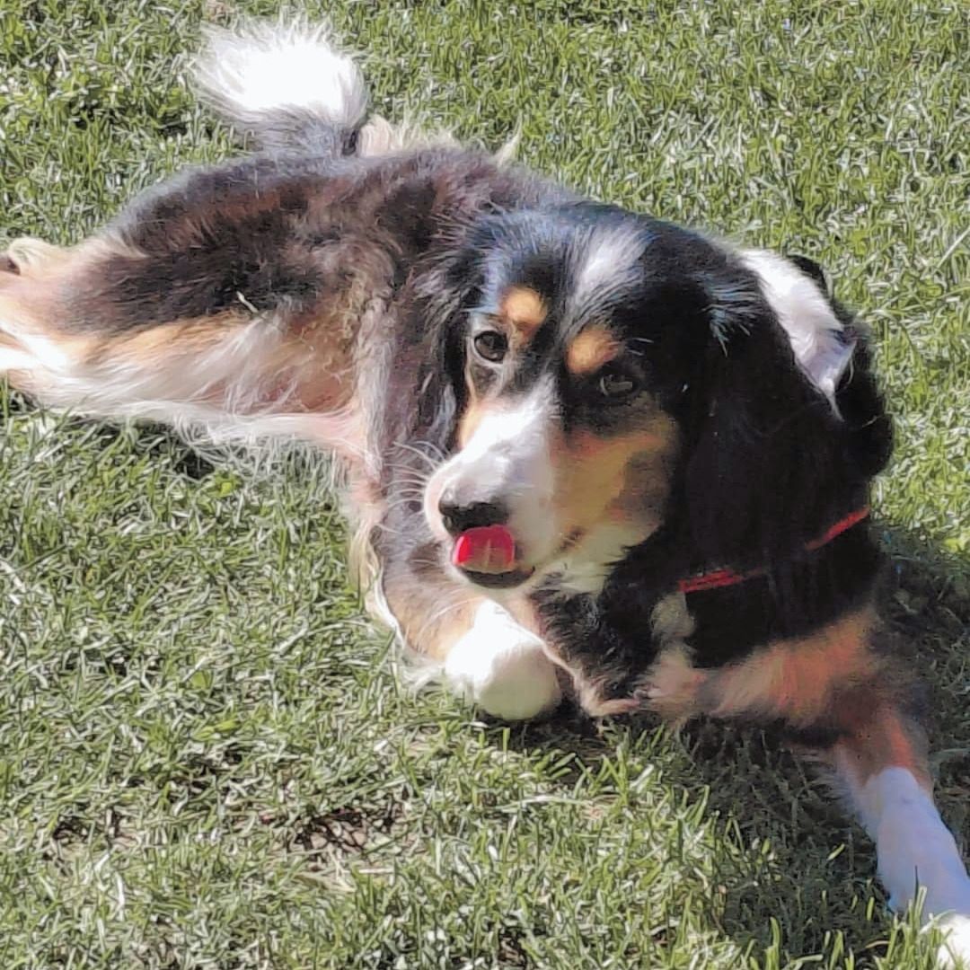 Soutěžní fotografie - Meginka,  Australský ovčák