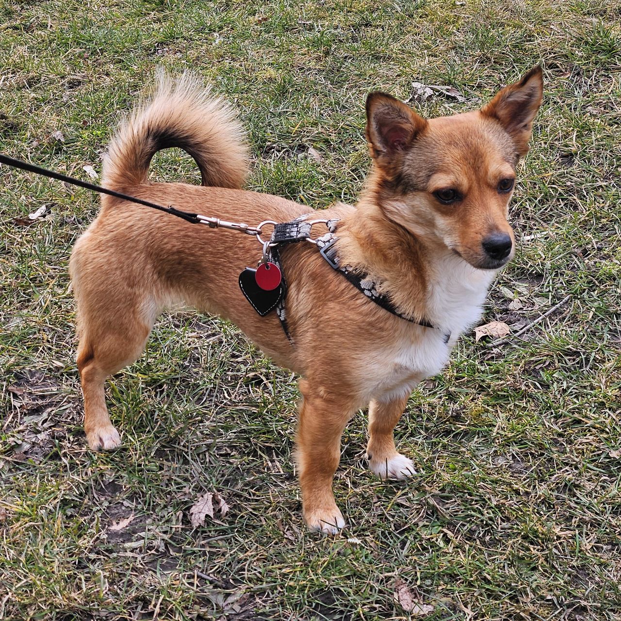 Soutěžní fotografie - Liška,  Ostatní