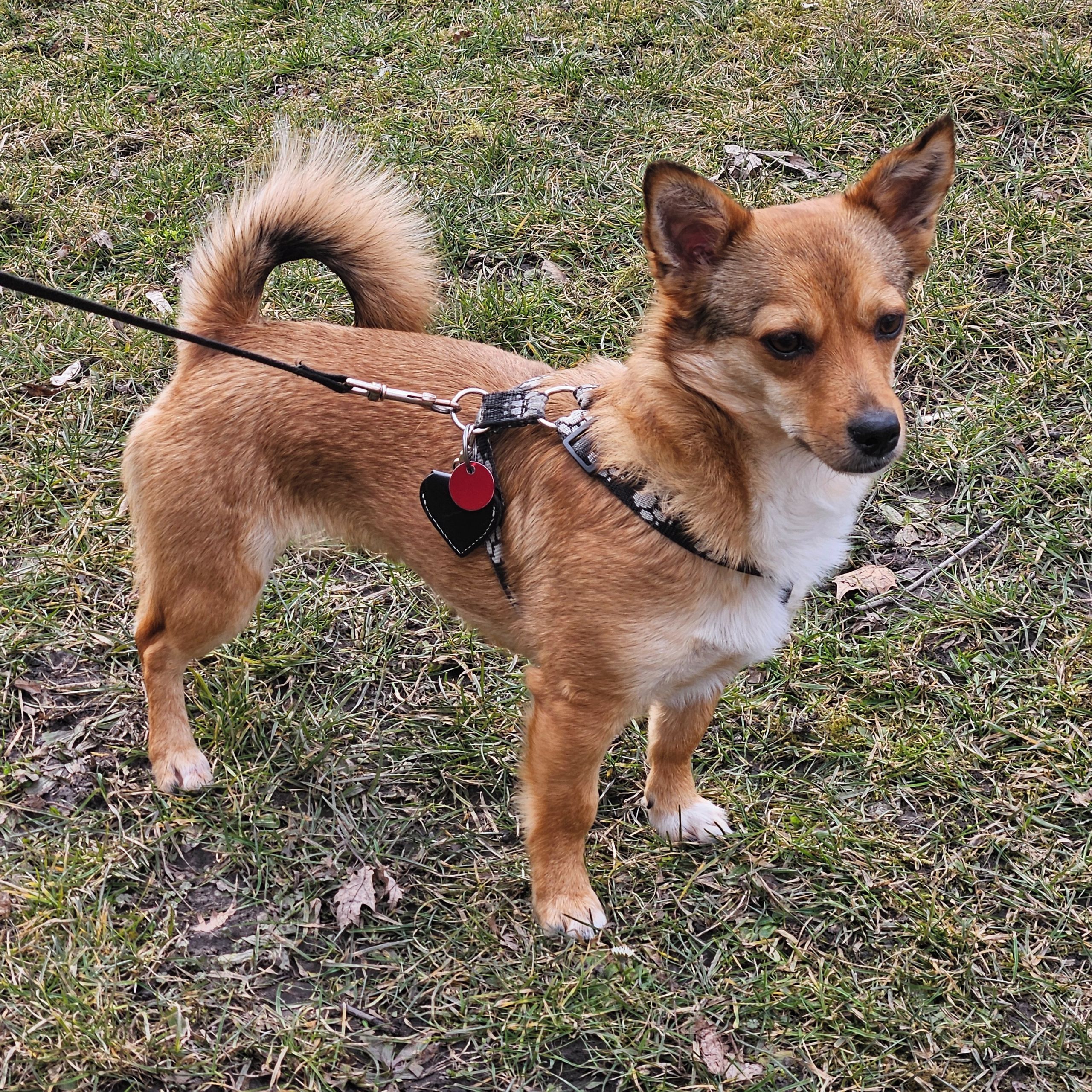 Soutěžní fotografie - Liška,  Ostatní