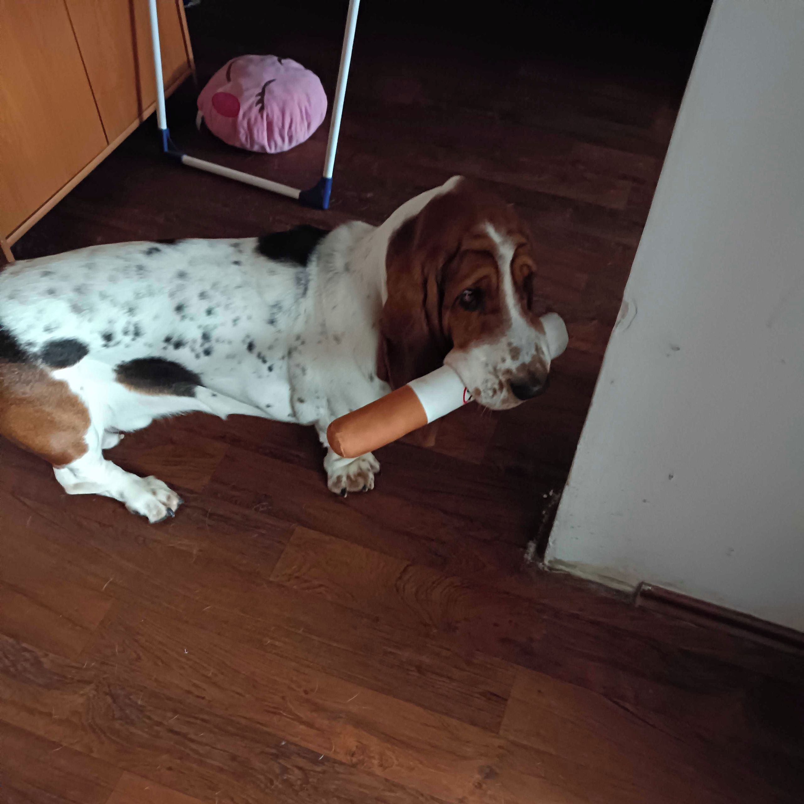 Soutěžní fotografie - Ťapík,  Basset Hound