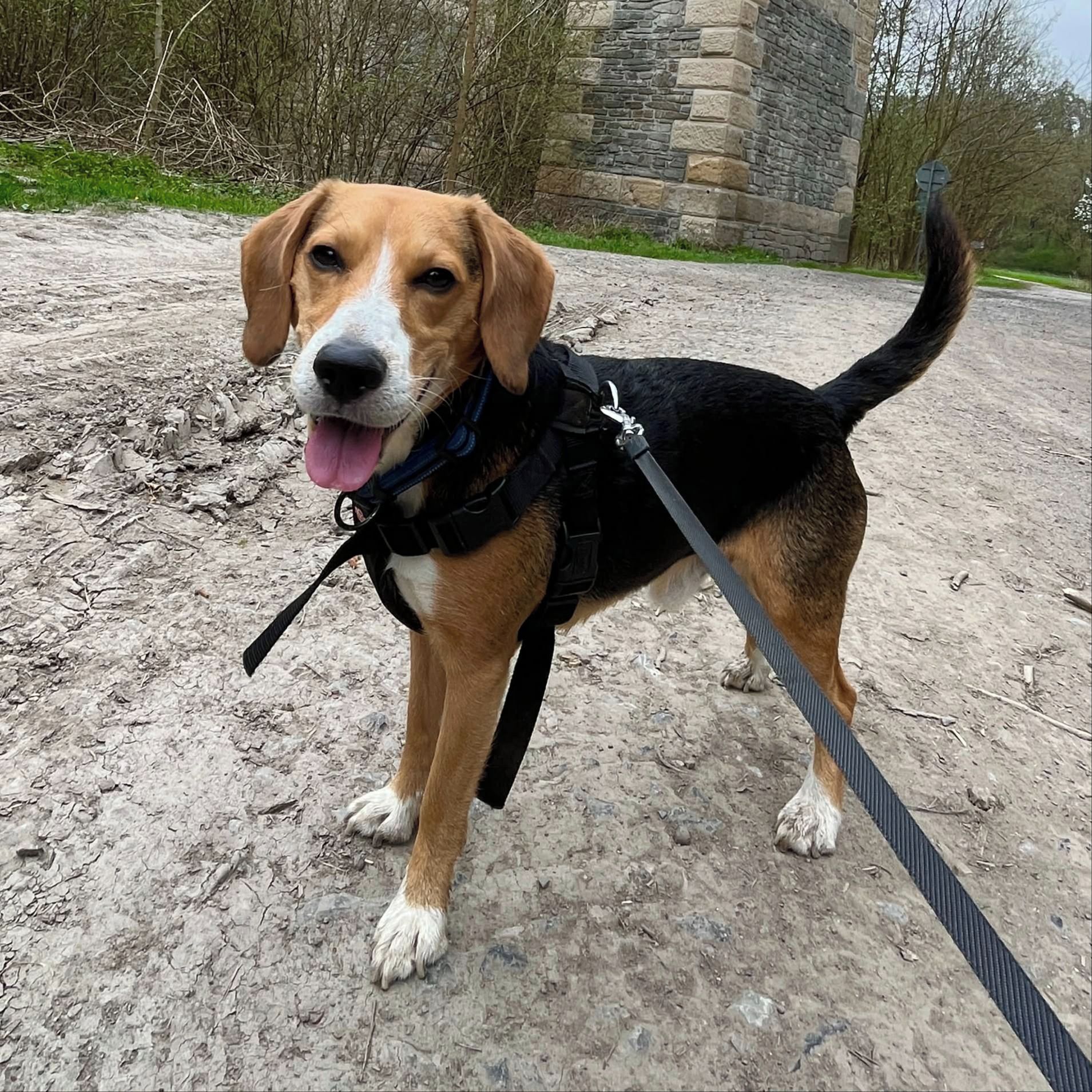 Soutěžní fotografie - Barney,  Beagle