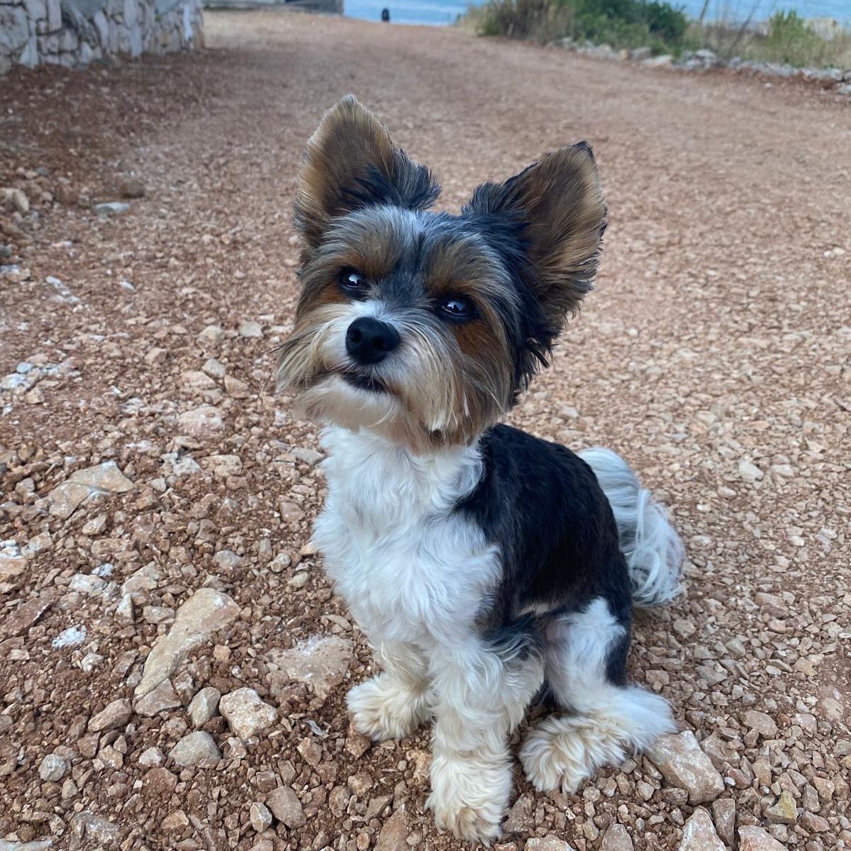 Soutěžní fotografie - Miky,  Yorkšírský terier