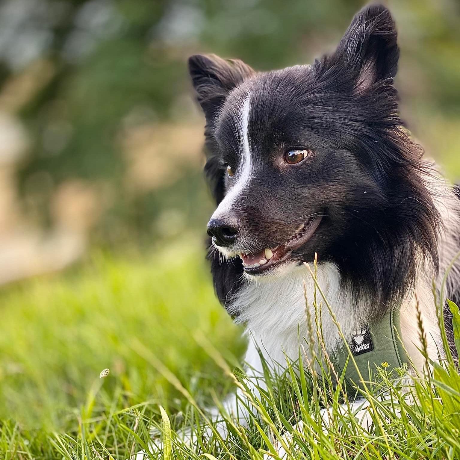 Soutěžní fotografie - Leny,  Border kolie