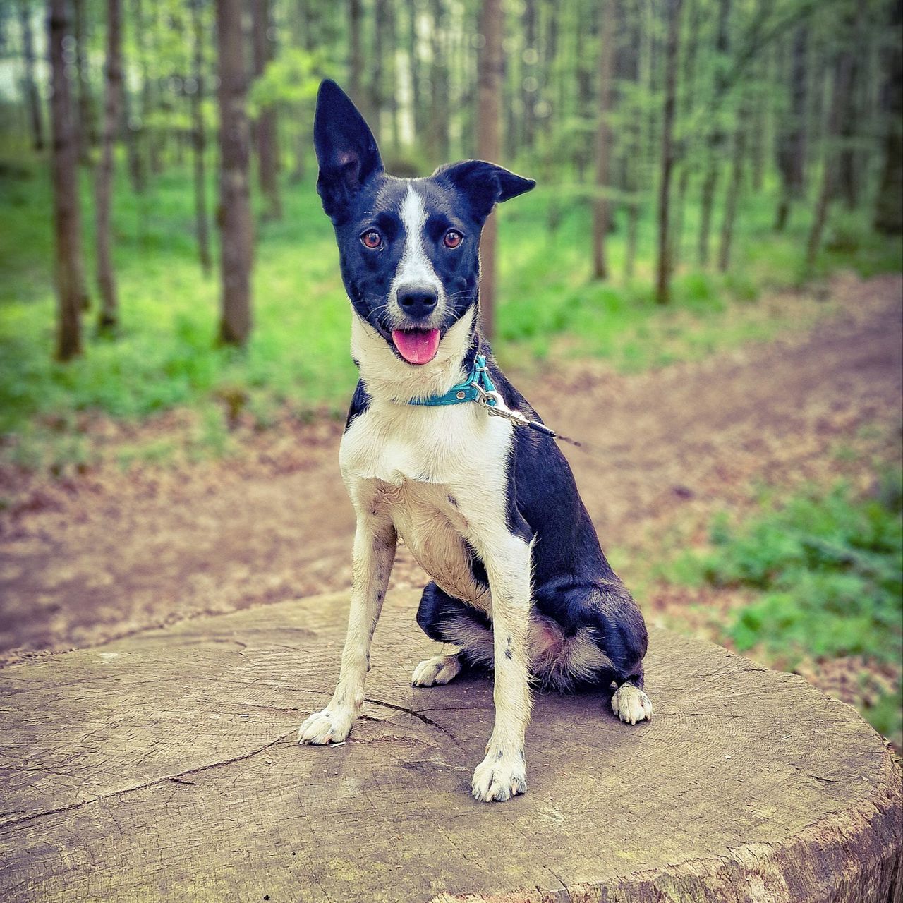 Soutěžní fotografie - Betty,  Ostatní