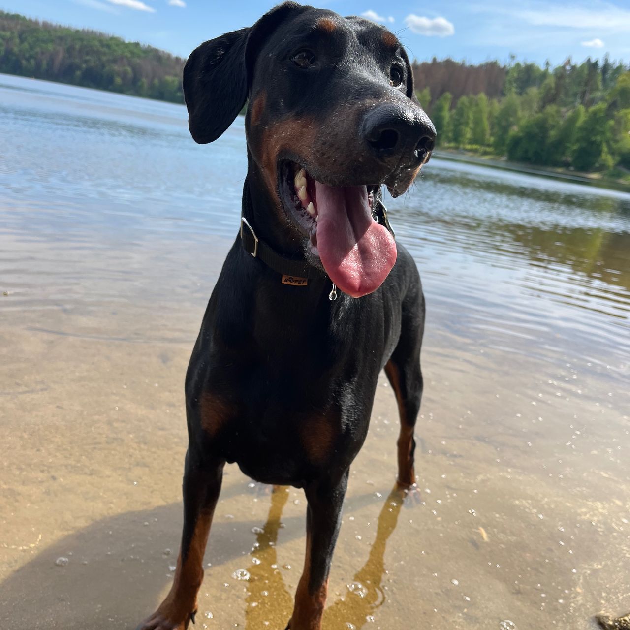 Soutěžní fotografie - Dixxi,  Dobrman