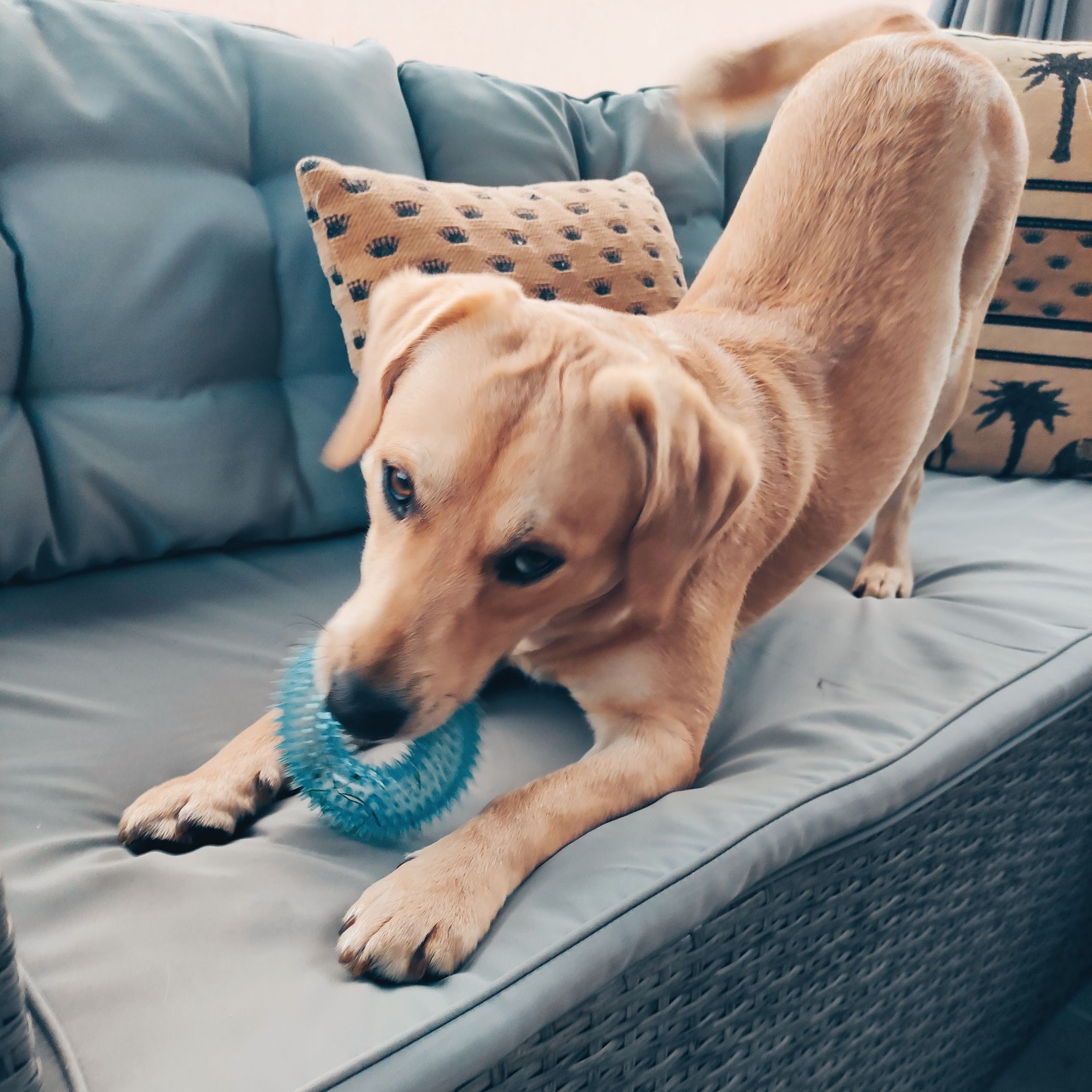 Soutěžní fotografie - Zorko,  Ostatní