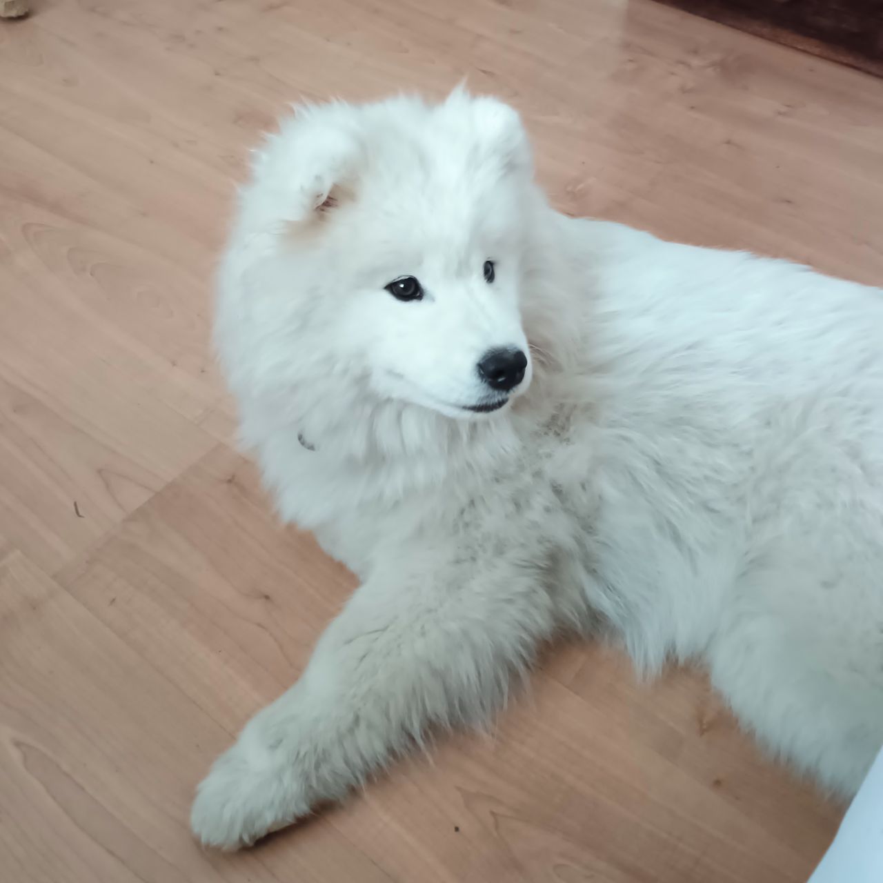 Soutěžní fotografie - Dixi Golchika,  Samojed