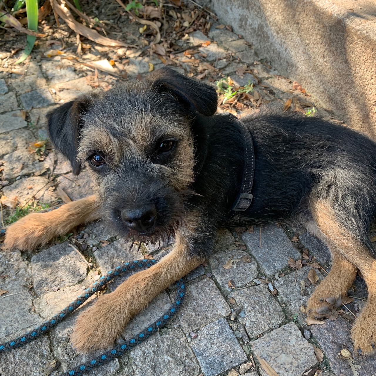 Soutěžní fotografie - Ori,  Border terier