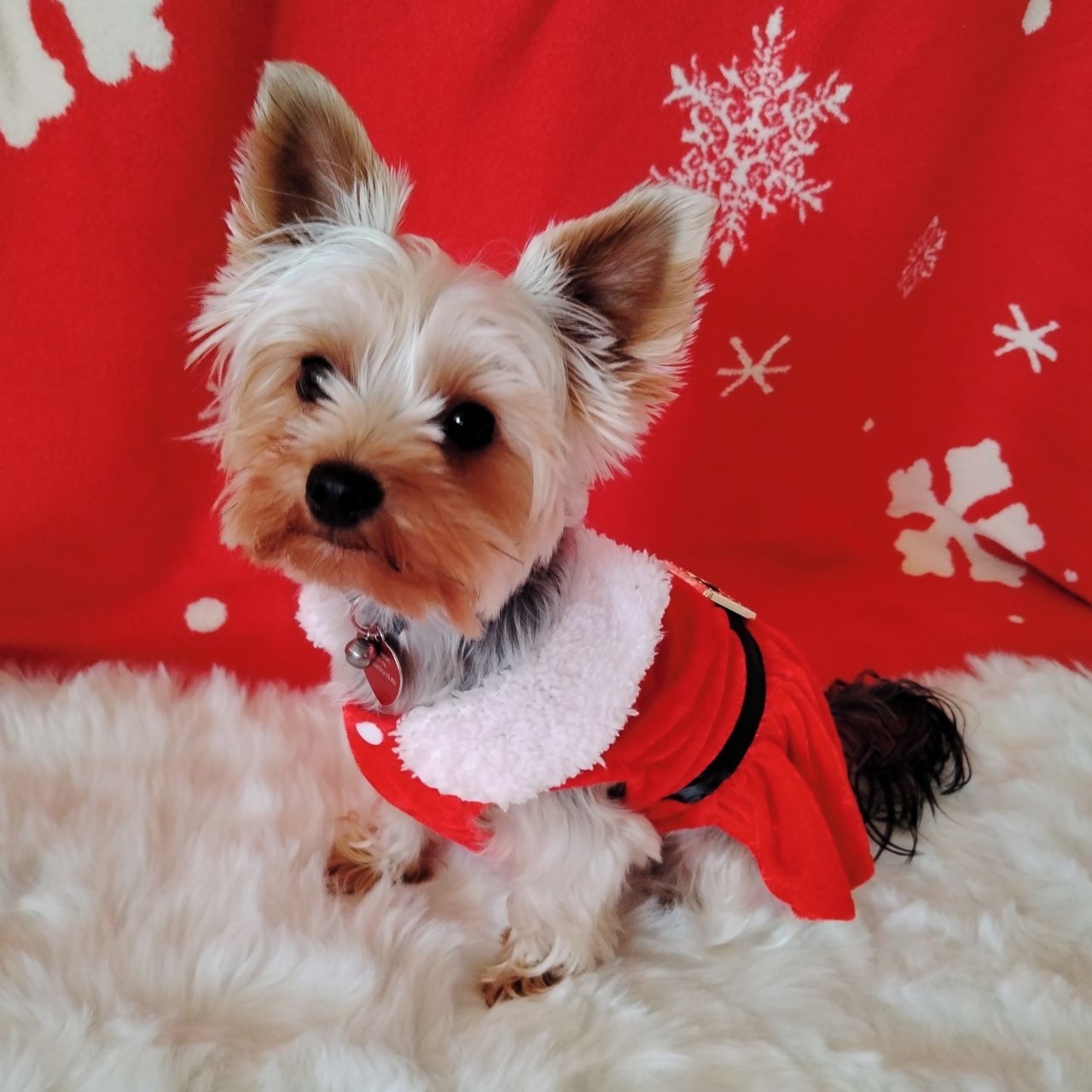 Soutěžní fotografie - Sissi,  Yorkšírský terier