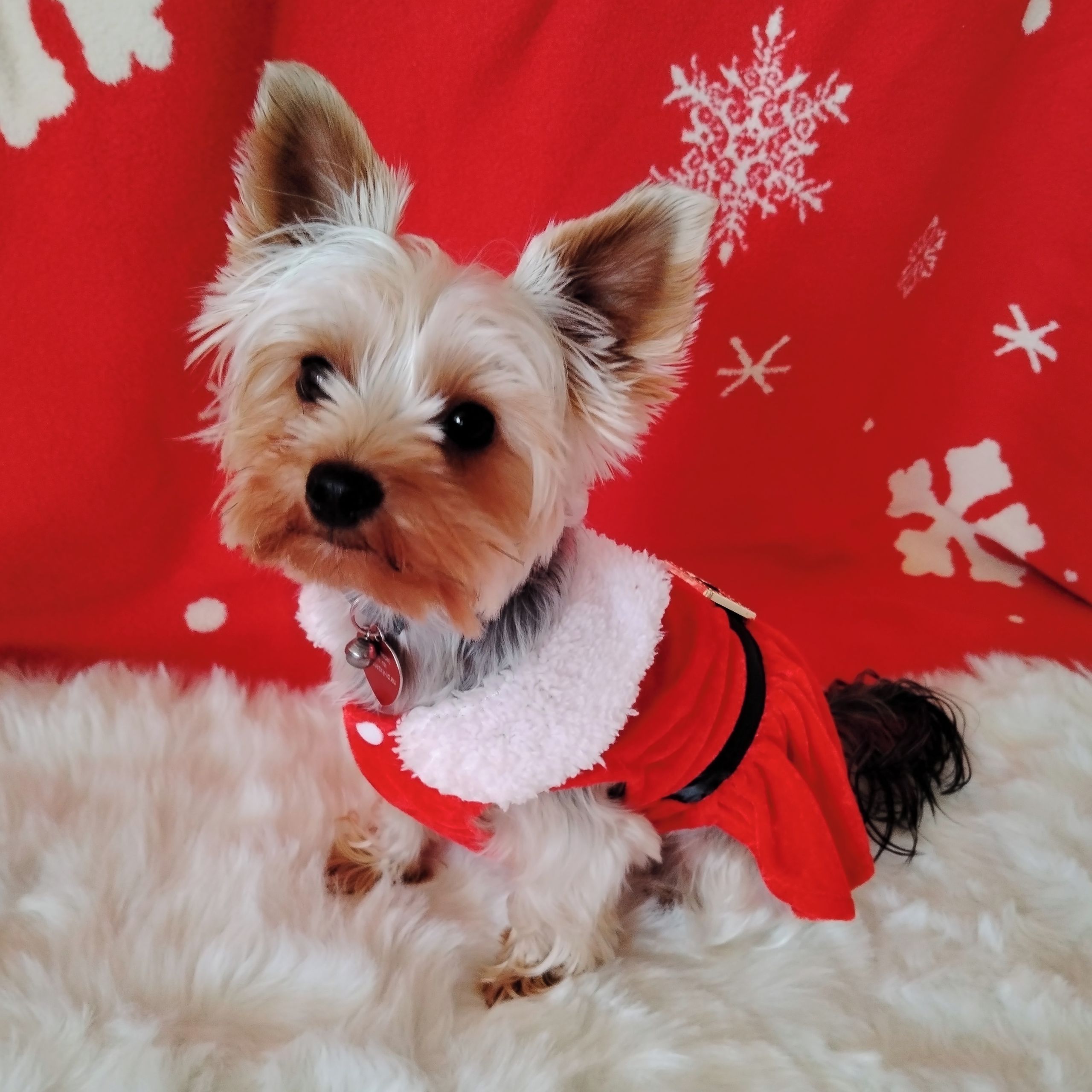 Soutěžní fotografie - Sissi,  Yorkšírský terier