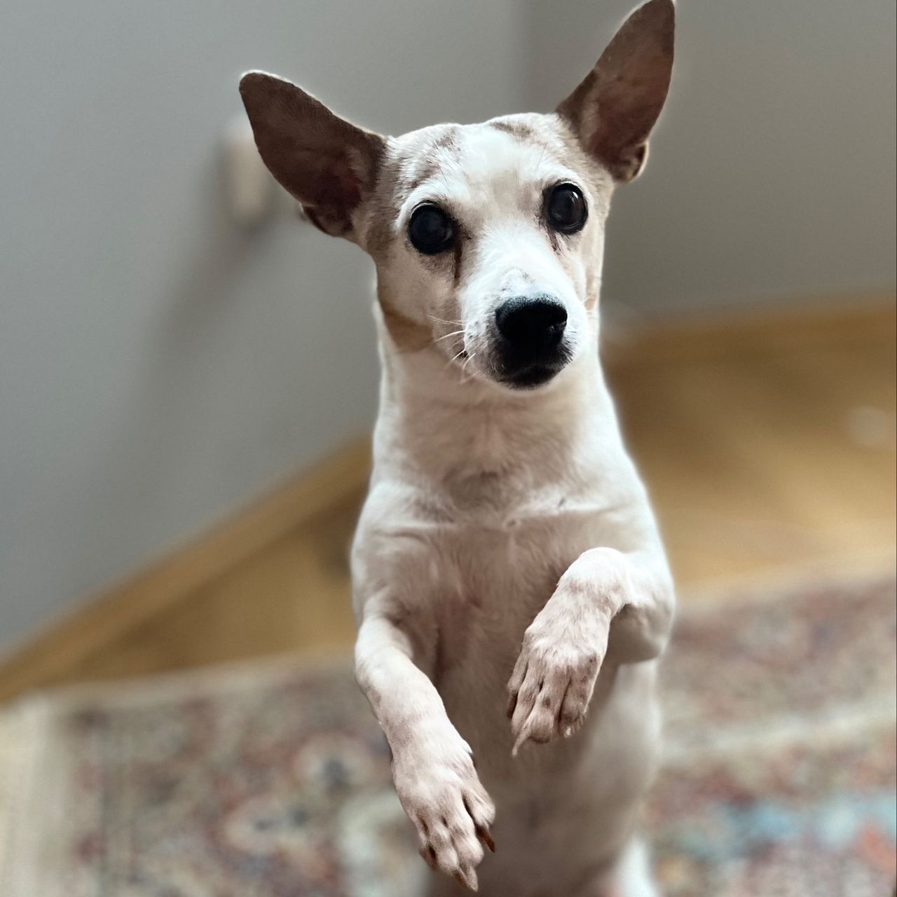 Soutěžní fotografie - Ája,  Jack Russell Teriér