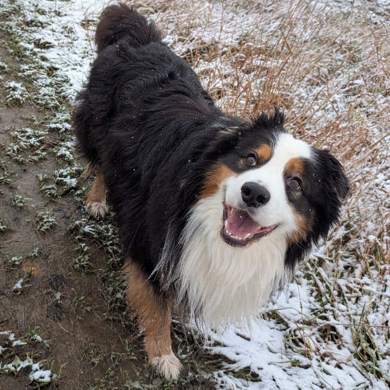 Soutěžní fotografie - Charlie,  Australský ovčák