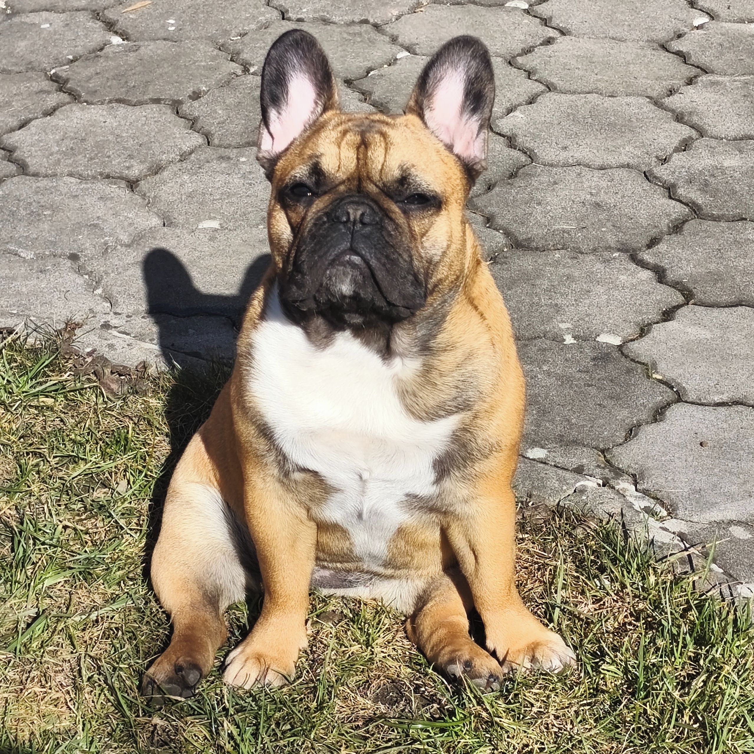 Soutěžní fotografie - Ellie,  Francouzský buldoček