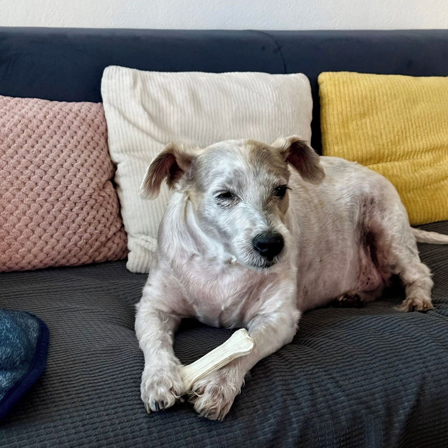 Soutěžní fotografie - Bastik,  Kudrnatý vícebarevný pes