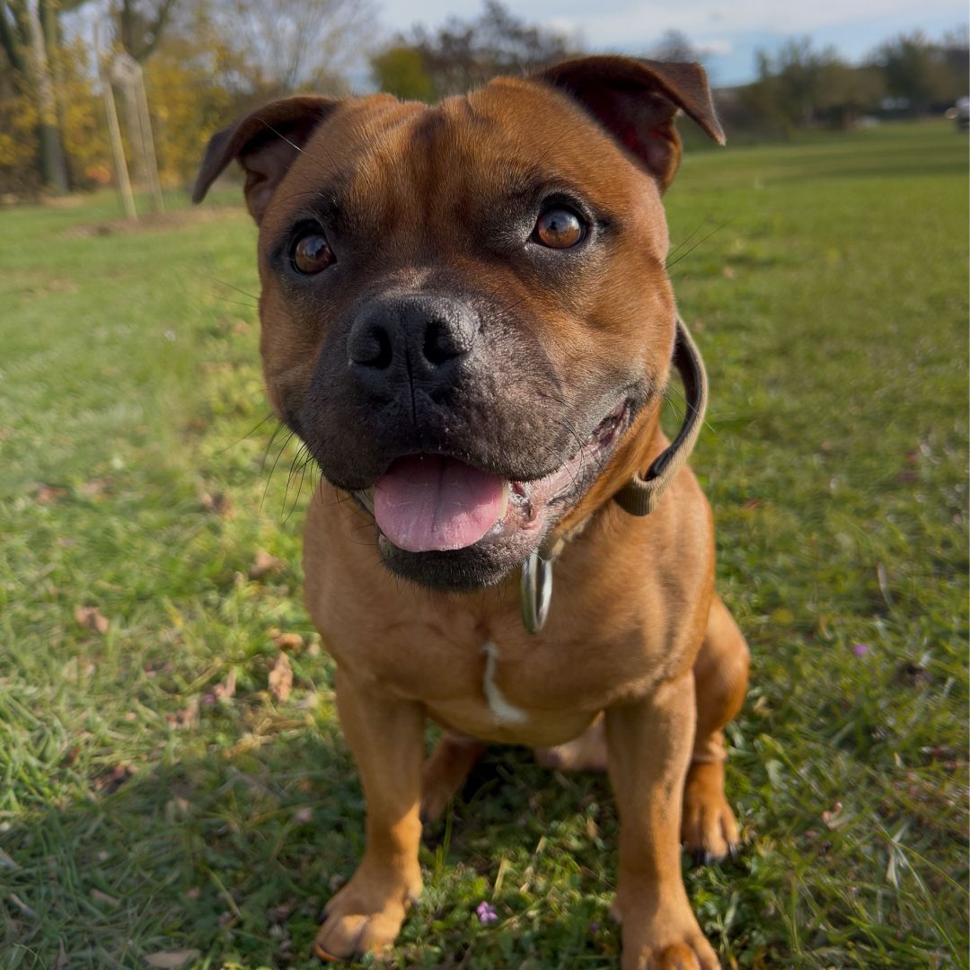 Soutěžní fotografie - Evžen,  Stafordšírský bullterier