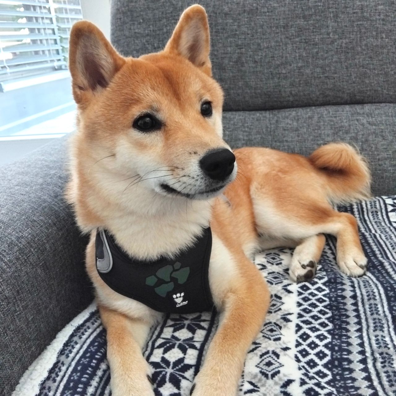 Soutěžní fotografie - Benjiro,  Shiba