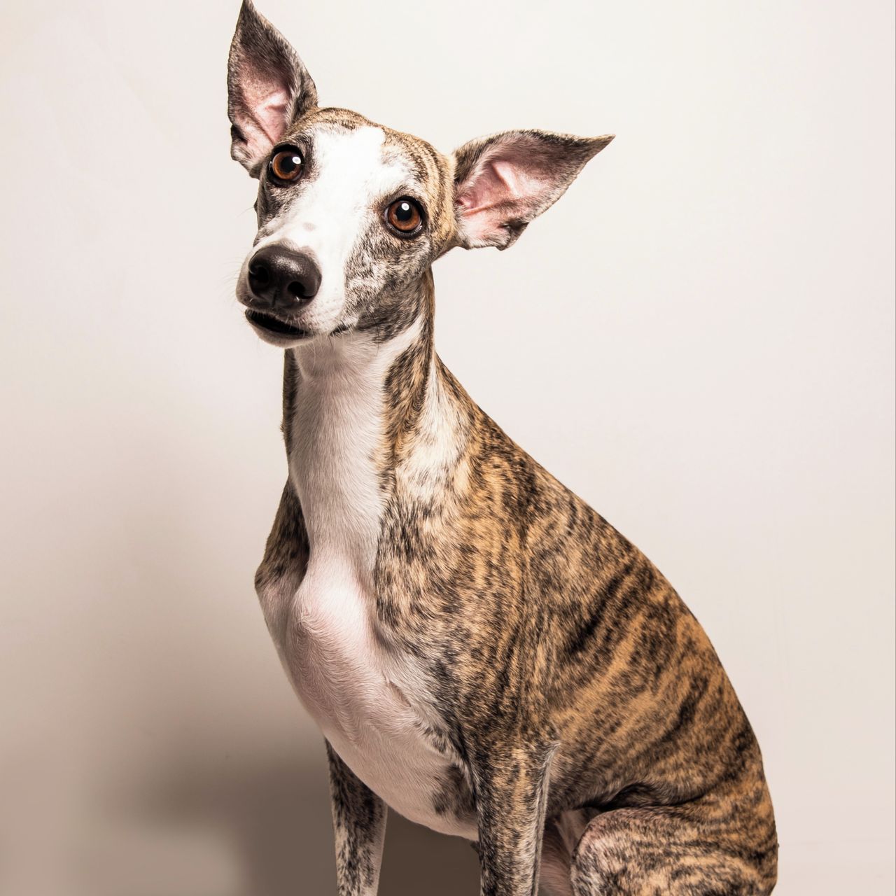 Soutěžní fotografie - Cesmínka,  Whippet