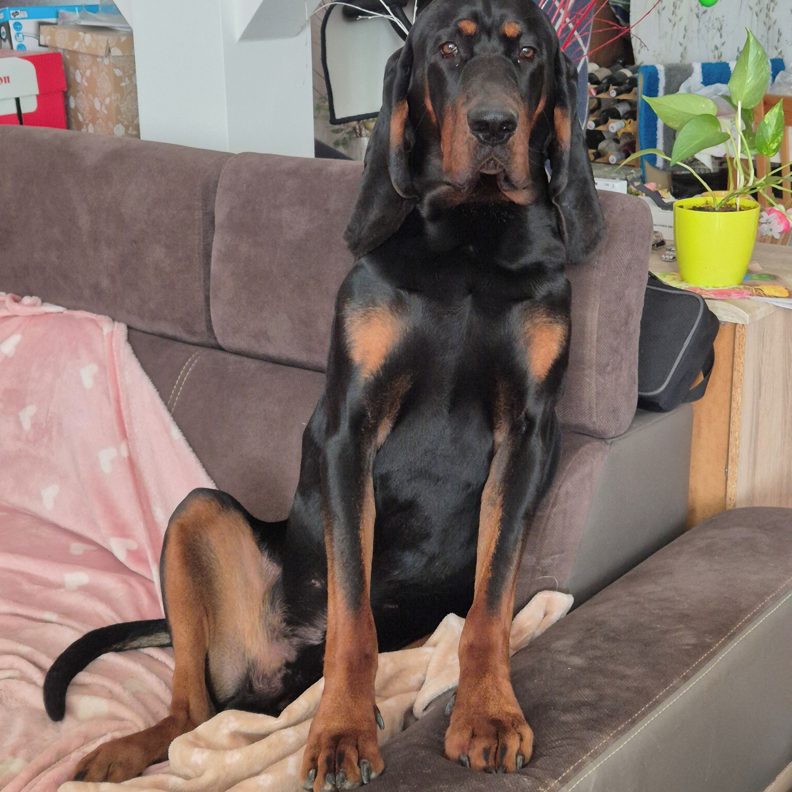 Soutěžní fotografie - Daník,  Black and Tan Coonhound