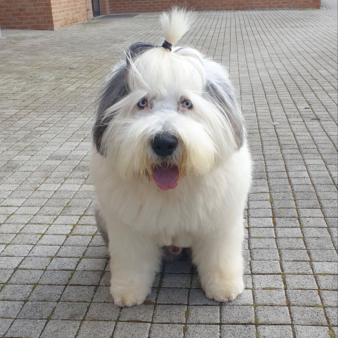 Soutěžní fotografie - Bondy,  Bobtail