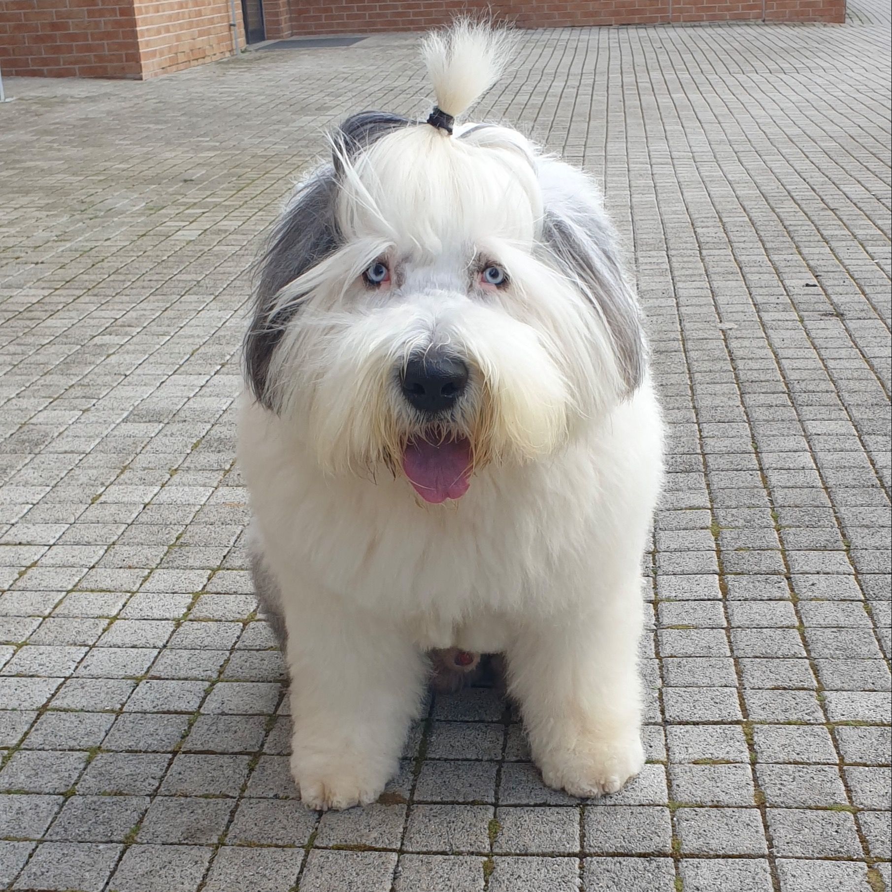 Soutěžní fotografie - Bondy,  Bobtail