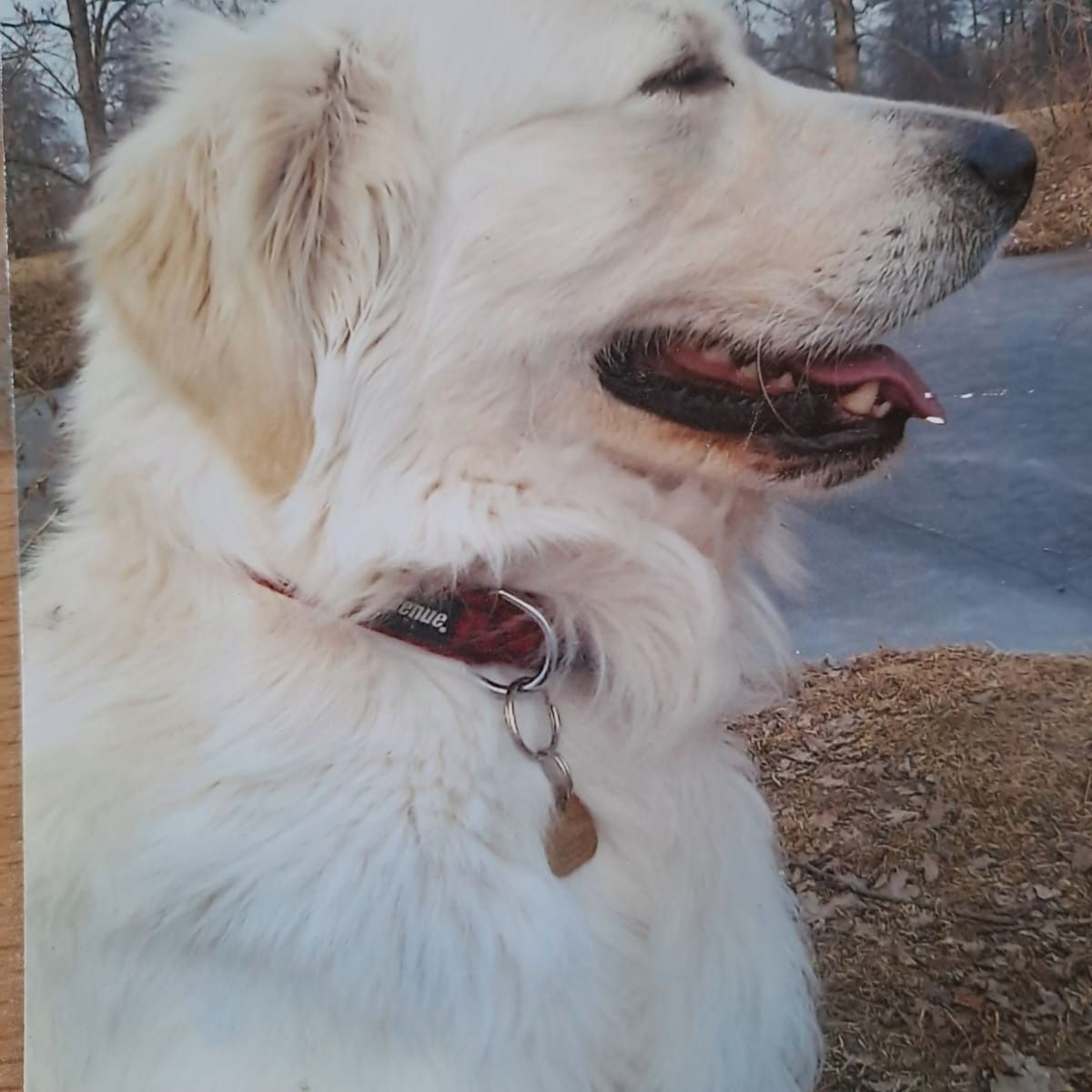 Soutěžní fotografie - Jamal,  Zlatý retriever