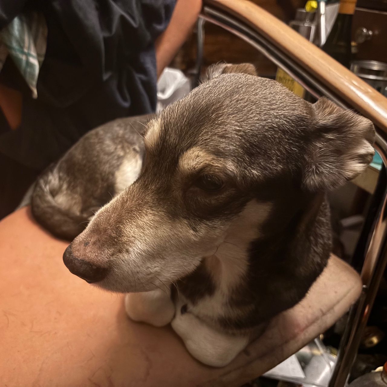 Soutěžní fotografie - Zeky,  Ostatní