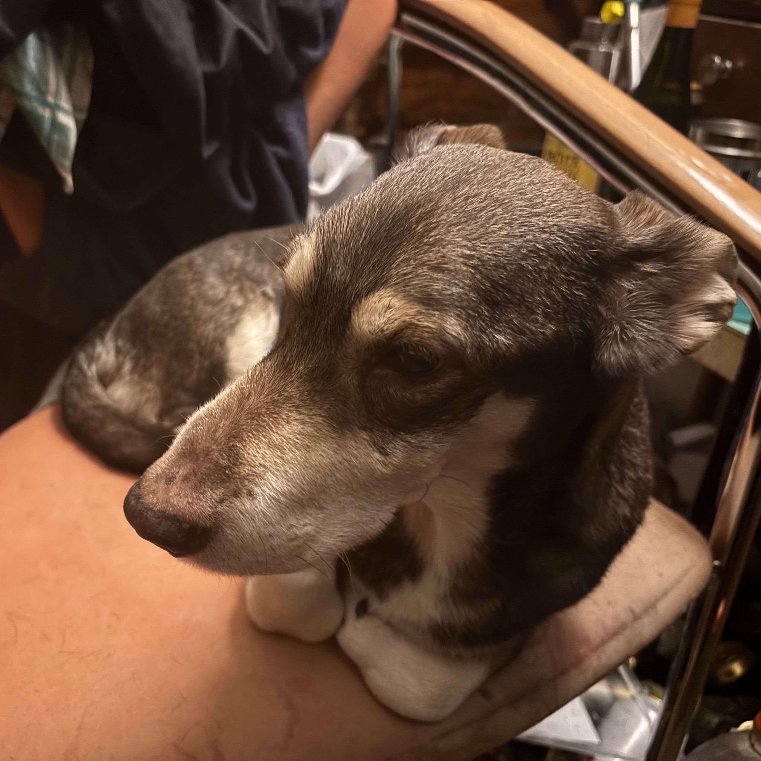 Soutěžní fotografie - Zeky,  Ostatní