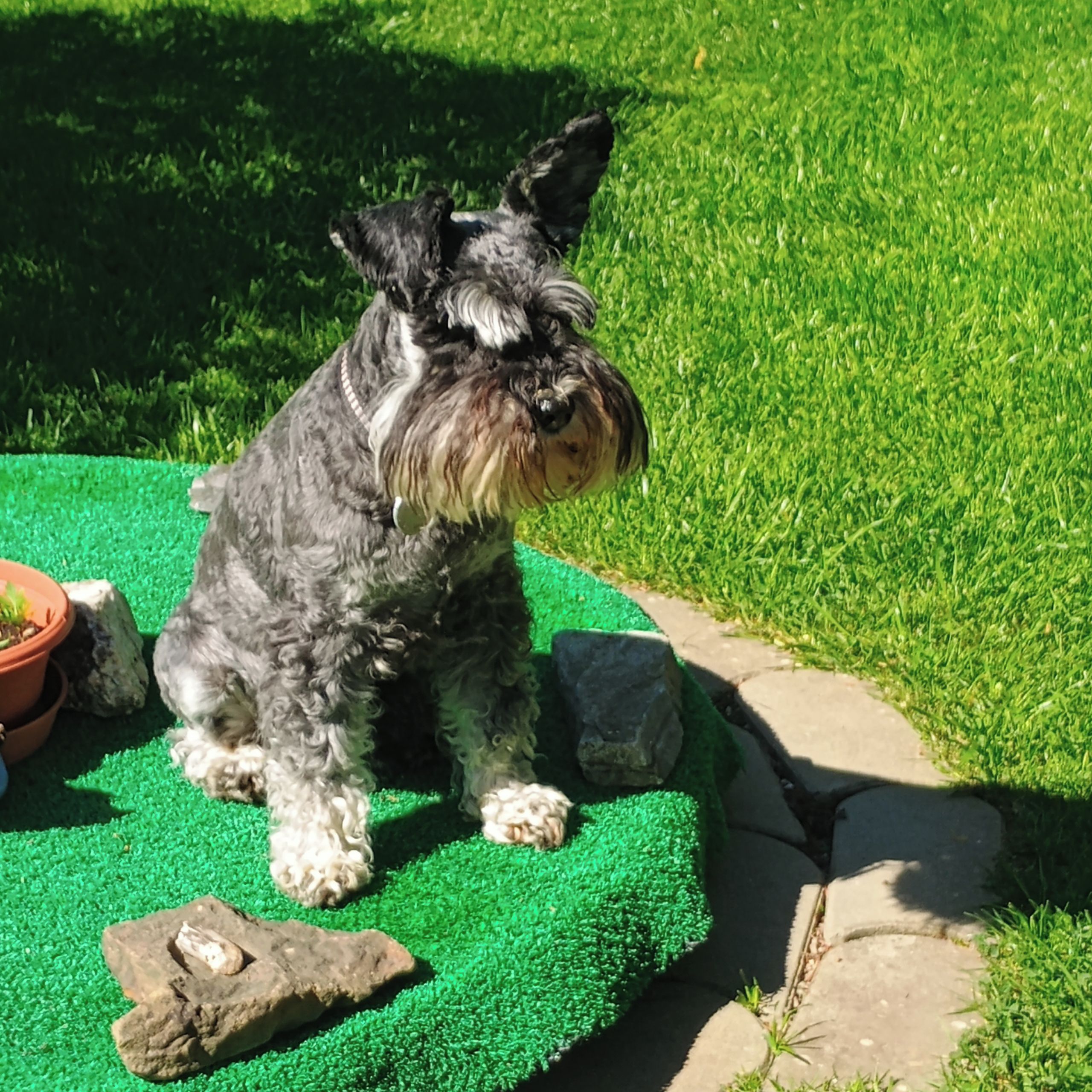 Soutěžní fotografie - Besinka,  Knírač malý