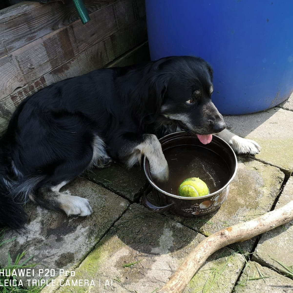 Soutěžní fotografie - Max,  Ostatní
