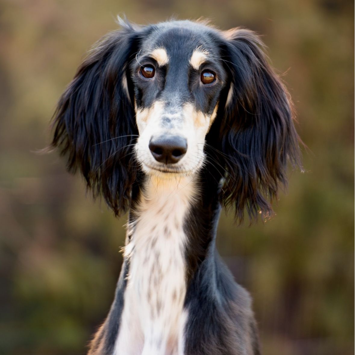 Soutěžní fotografie - Moon,  Saluki - Perský chrt