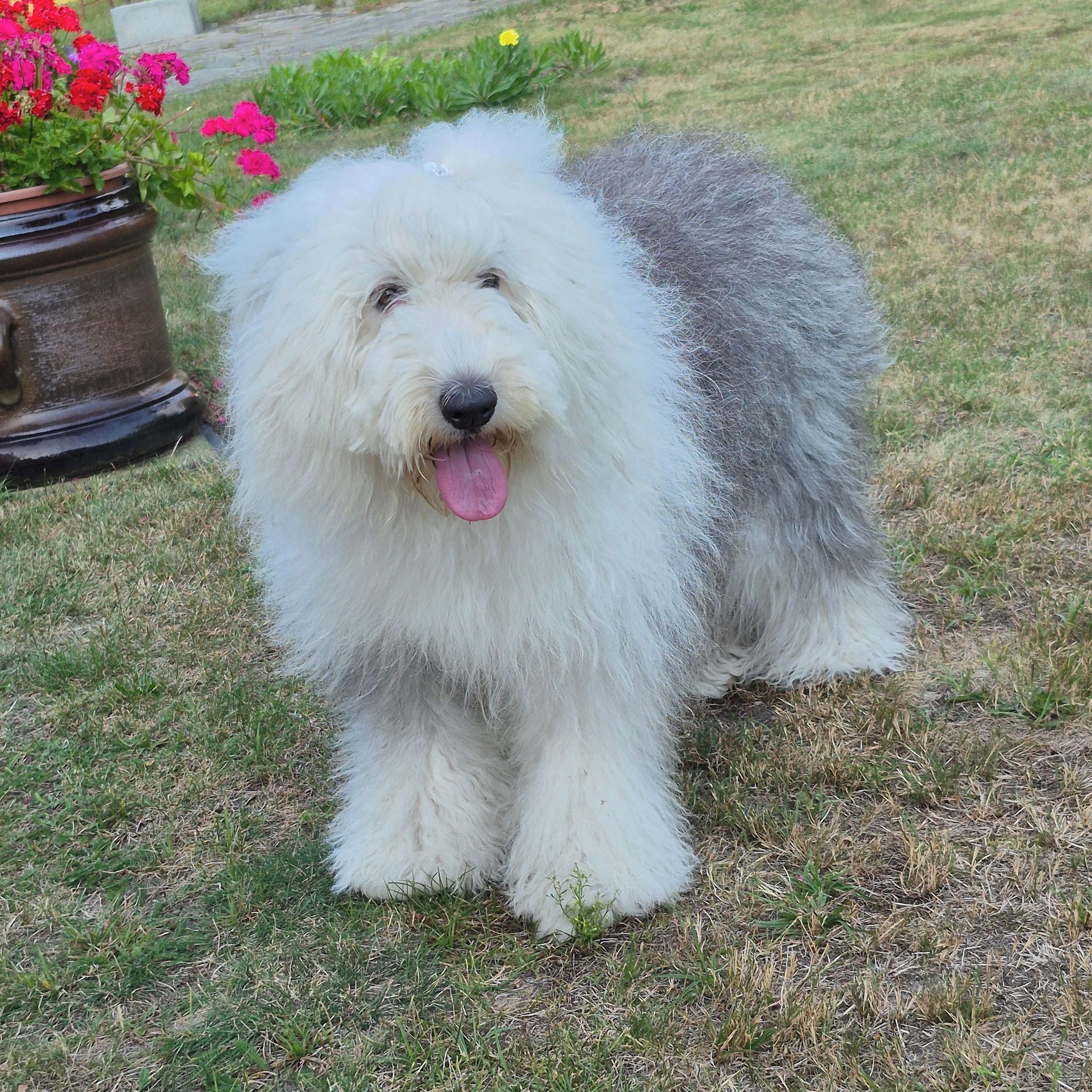 Soutěžní fotografie - Aurore Gratitude for Love,  Bobtail