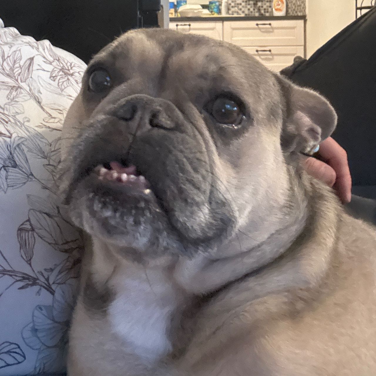 Soutěžní fotografie - Koule,  Francouzský buldoček