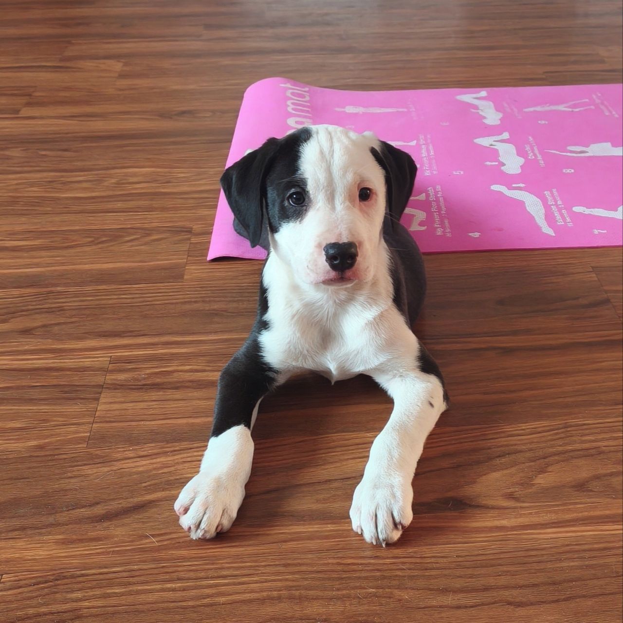 Soutěžní fotografie - Lotty,  Americký stafordširský terier