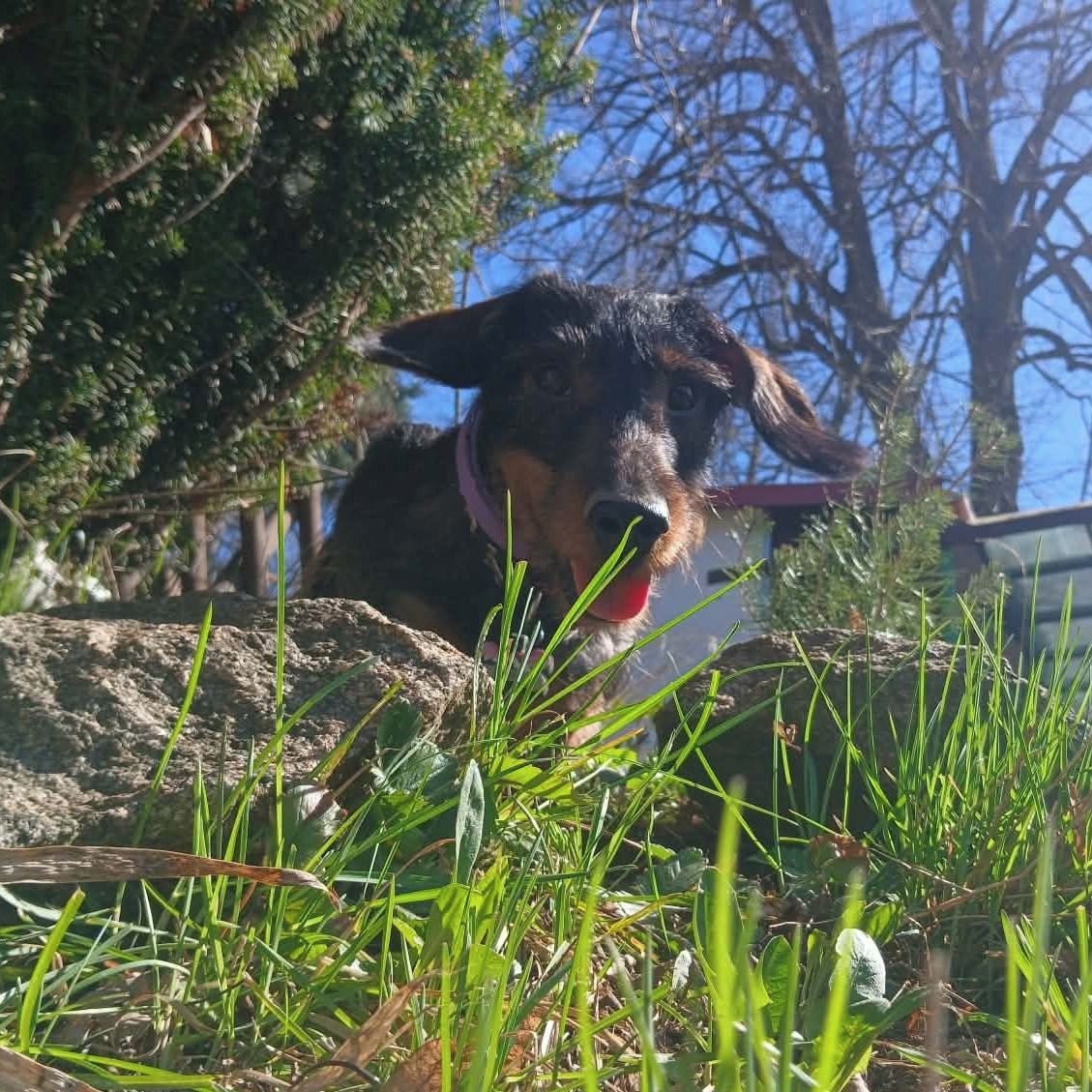 Soutěžní fotografie - Elf od řezníka Krkovičky,  Jezevčík