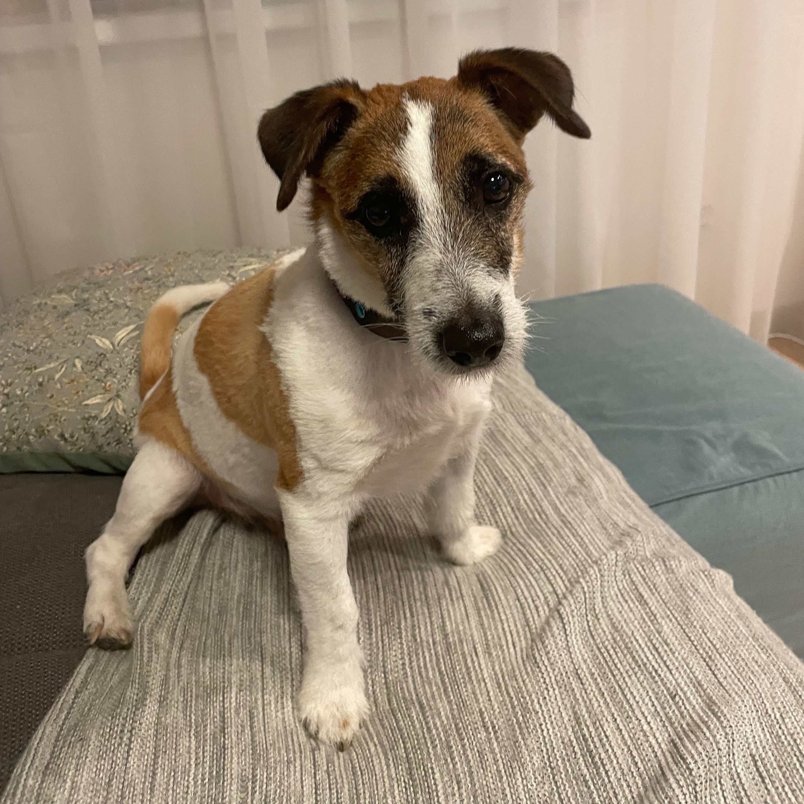 Soutěžní fotografie - Caramello,  Jack Russell Teriér