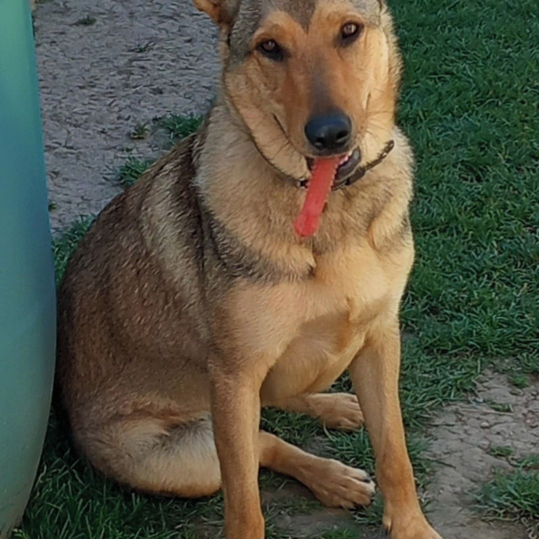 Soutěžní fotografie - Bella,  Německý ovčák