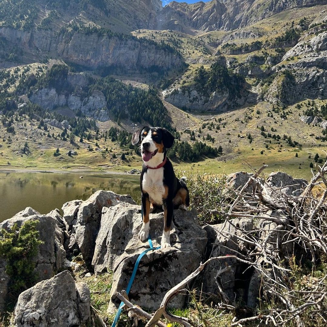 Soutěžní fotografie - Roy,  Entlebuchský salašnický pes