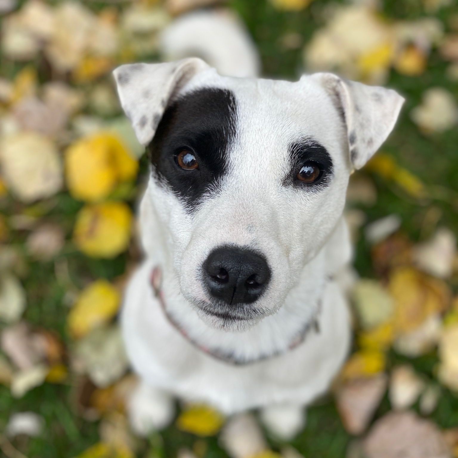 Soutěžní fotografie - Nemo,  Parson Russell Teriér