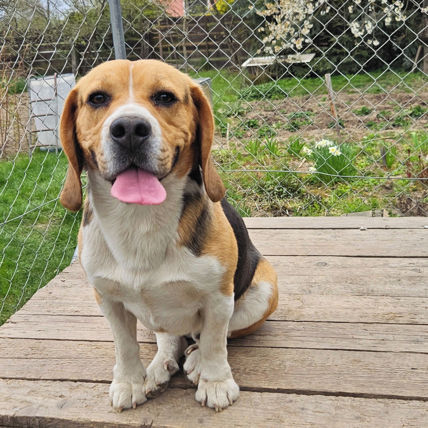 Soutěžní fotografie - Chico,  Beagle