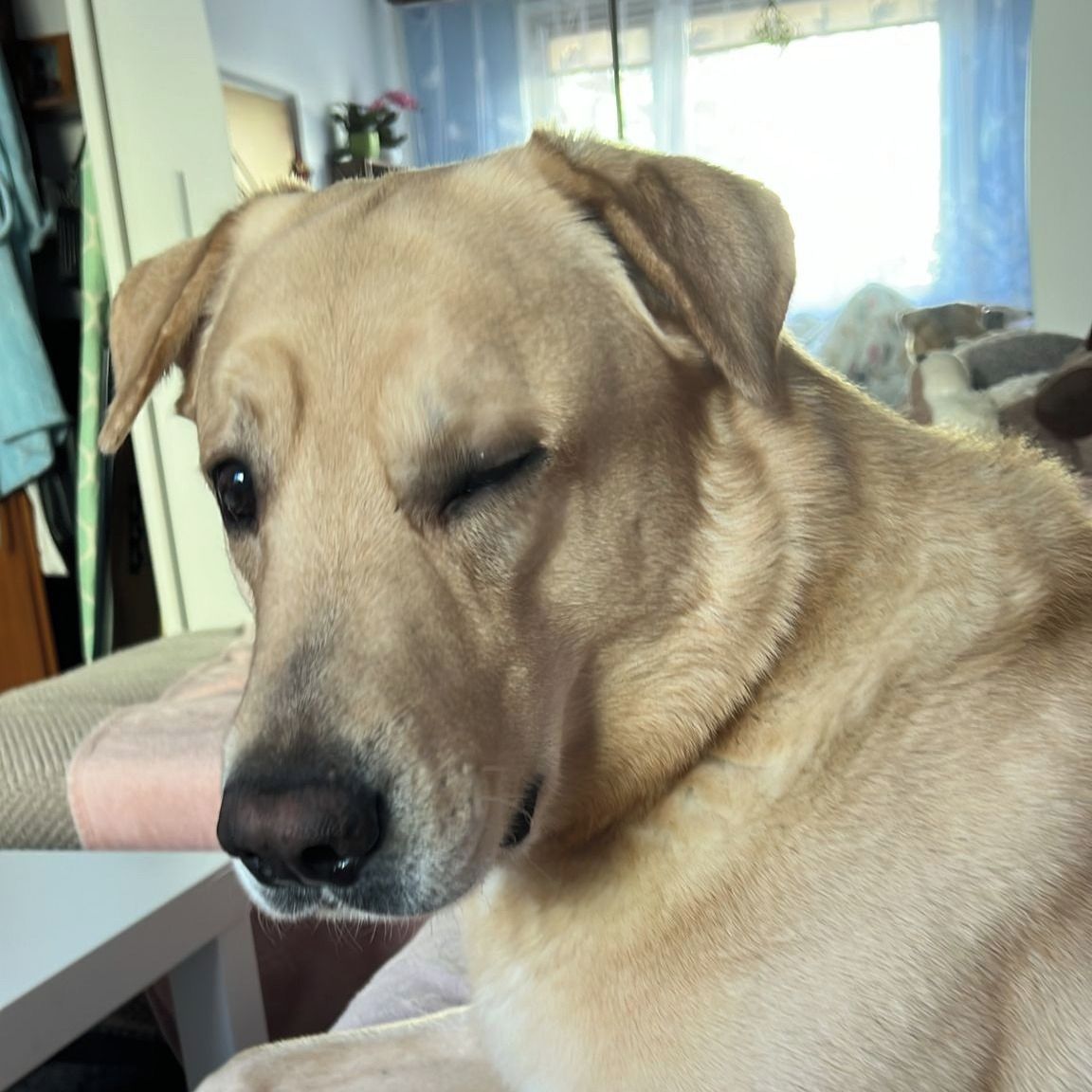 Soutěžní fotografie - Max,  Ostatní