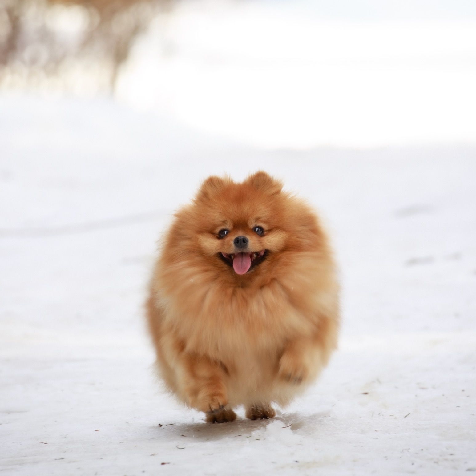 Soutěžní fotografie - Molly,  Německý špic malý