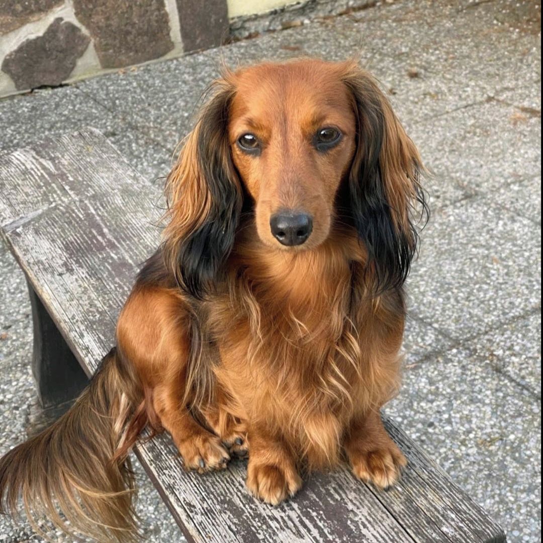 Soutěžní fotografie - Astina,  Jezevčík