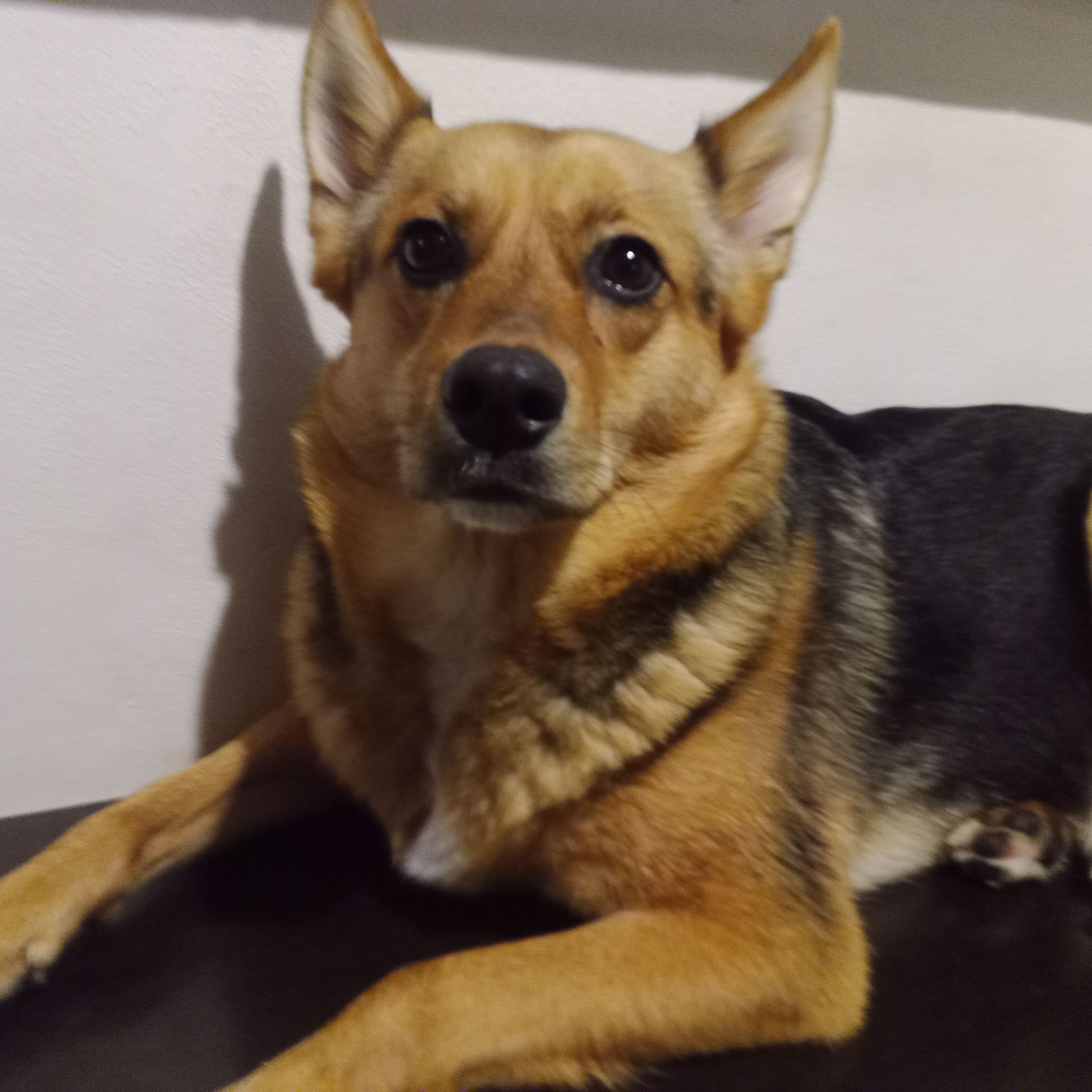 Soutěžní fotografie - Ruby,  Pražský krysařík