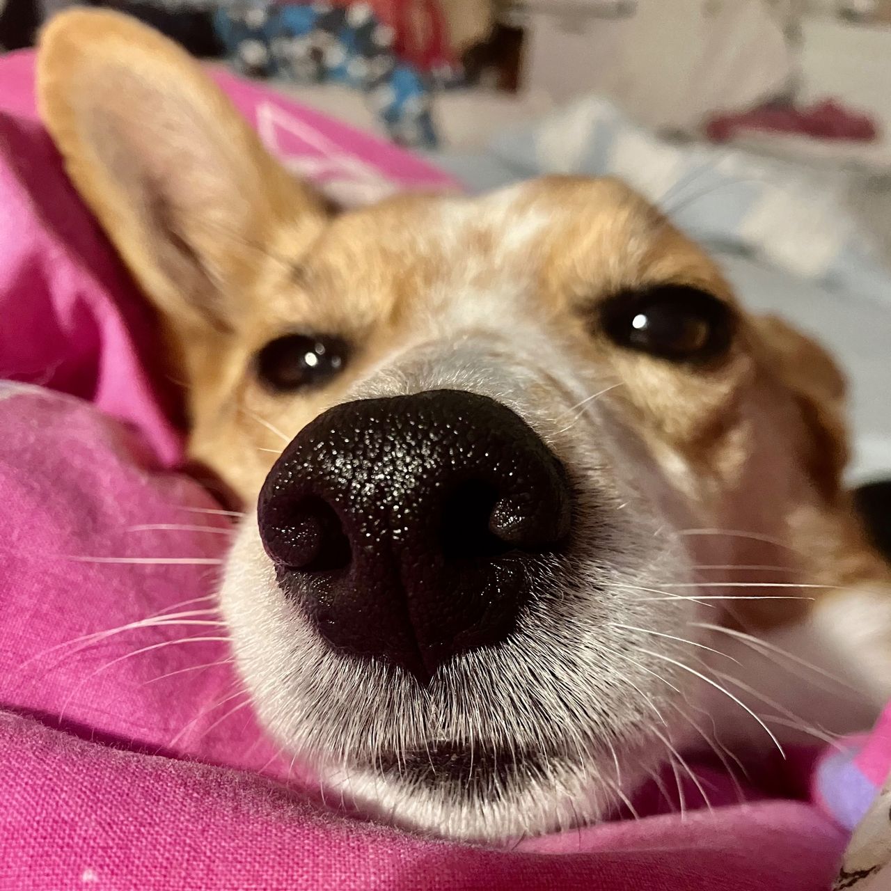 Soutěžní fotografie - Hugo,  Ostatní